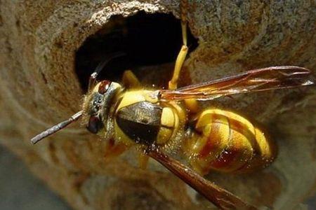 蜜蜂死后它的针会活多久