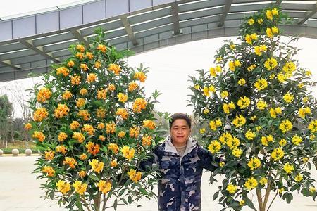 地栽桂花树怎么长得大