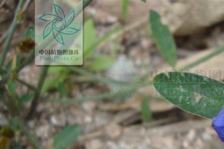 农吉利种植技术及收益