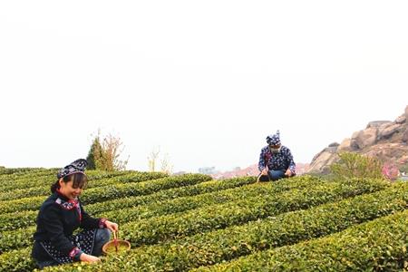 西海岸有崂山茶吗