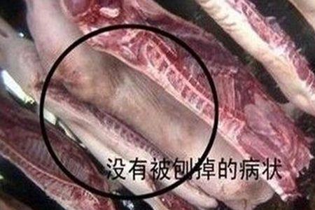 为什么卖母猪肉犯法