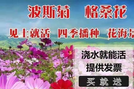 波斯菊枯了还能活吗