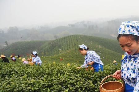 江西采茶调别名