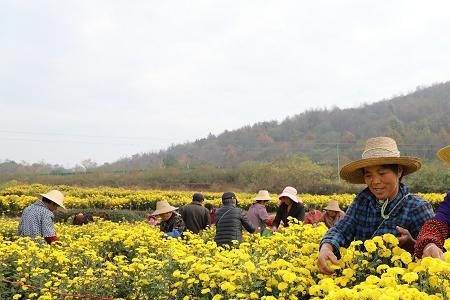 菊三七什么时候采收