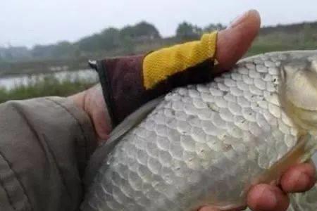 刚过完冬天鲫鱼会到水面吗