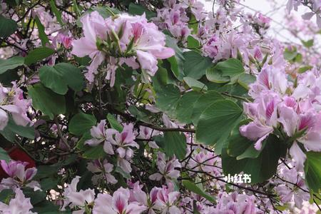 紫荆花香不香