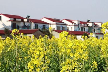 写田园小屋及油菜花的诗词