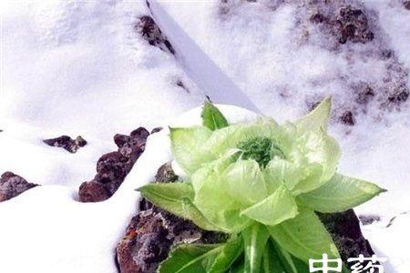 藏雪莲泡完水要吃掉吗