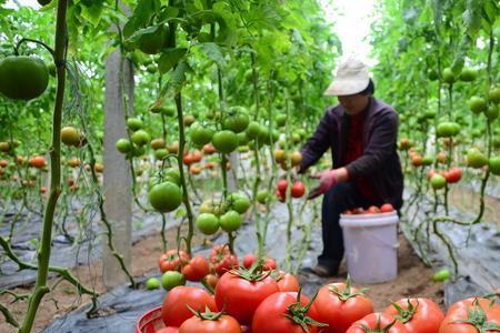 为什么要种植番茄