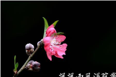 写白桃花的四字成语