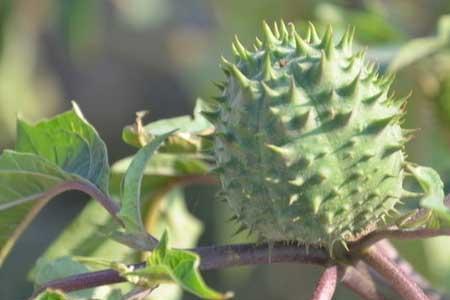 曼陀罗种植一亩地收益