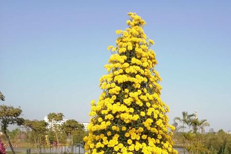 2022年小榄菊花展举办时间