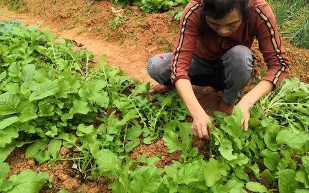 油菜苗小不长怎么办