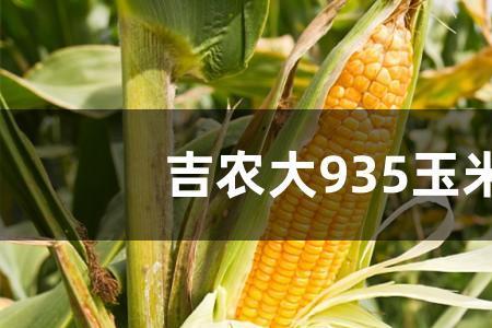 中农大185玉米是谁育的