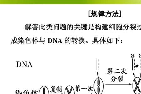 水稻细胞分裂原理