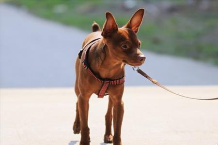 小鹿犬和宾沙犬哪个好