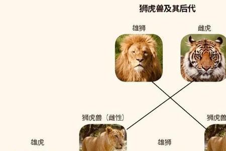 不同物种可以繁殖吗