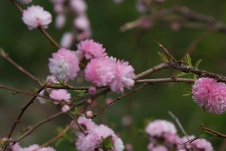 麦李和樱花的区别