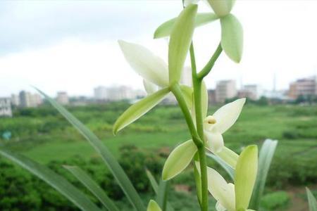 建兰铁骨素与铁骨白芽的区别