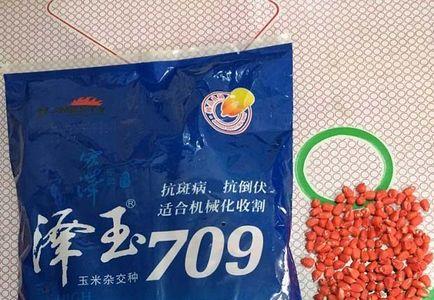 吉品704玉米品种怎么样