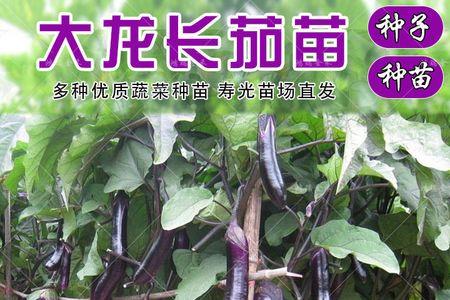 什么树嫁接茄子