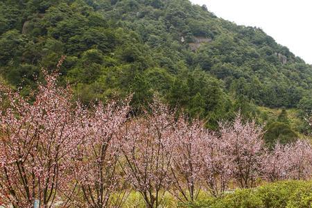 连江梅洋赏花有门票吗