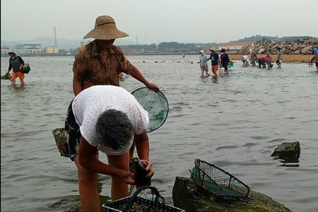 中国什么地方赶海收获最多