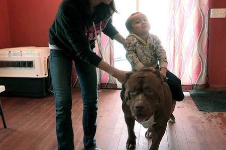 比特犬链子多长合适