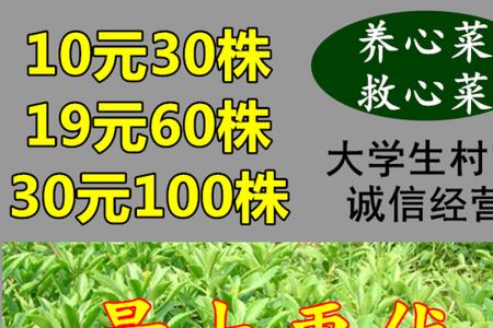 养心菜是哪里的菜