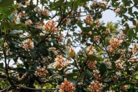 龙船花和春花区别