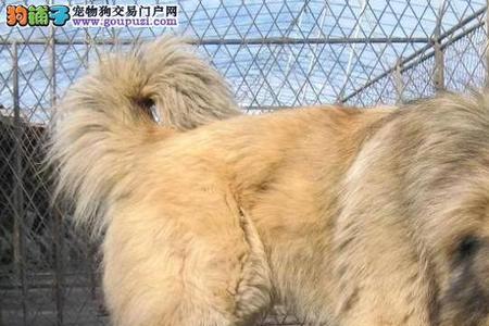 高加索犬为什么不咬人