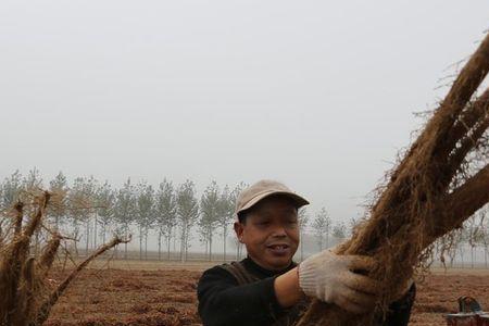 铁杆山药与铁棍山的区别