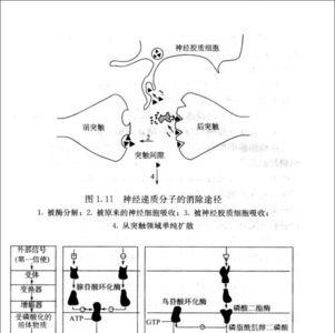 激活剂和活化剂的区别