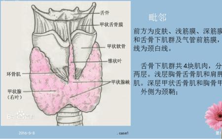 甲的结构是什么