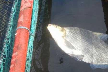 钓鳊鱼翘嘴选择大水面还是河流