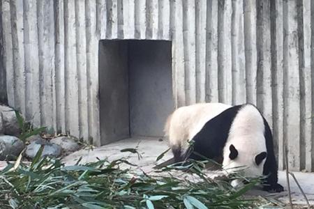 成都熊猫基地停车哪里比较好