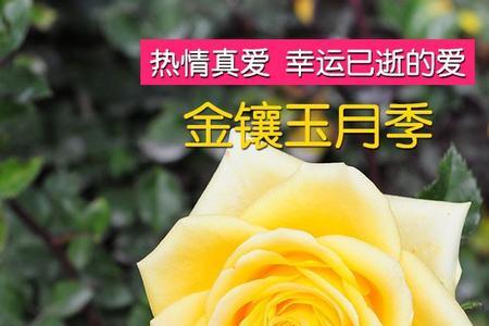 金香玉花怎么养