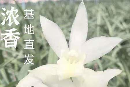 仙山白玉是啥兰花品种