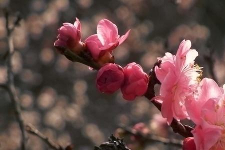 梅花能在夏天开吗