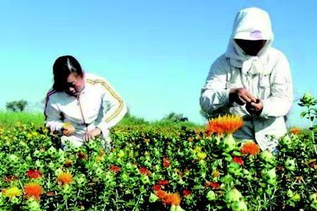 红花能连续种植吗