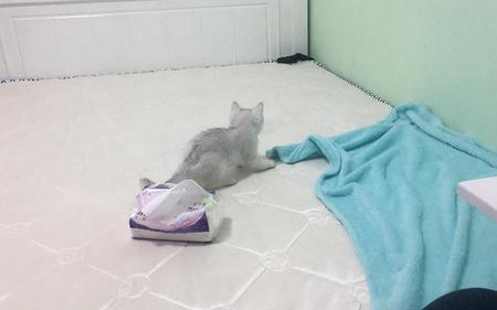 猫咪为什么尿在猫窝里