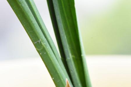 建兰花芽从哪里长出