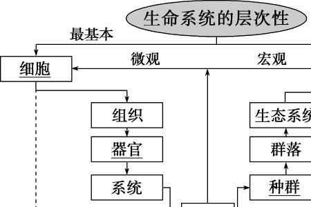 蘑菇的生命系统结构层次