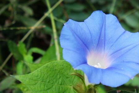 牵牛花叶子上有粘液