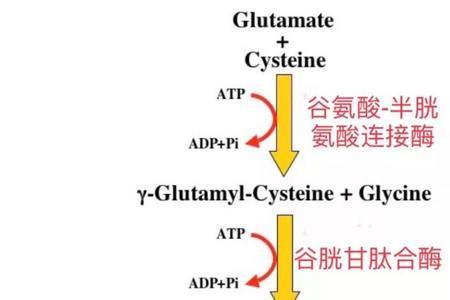 谷氨酸肽是什么