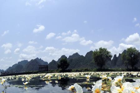 海菜花可以种鱼池吗