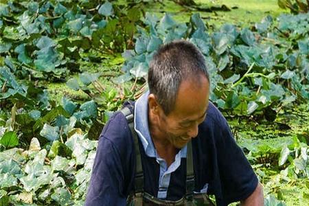 养殖小龙虾能不能种植菱角