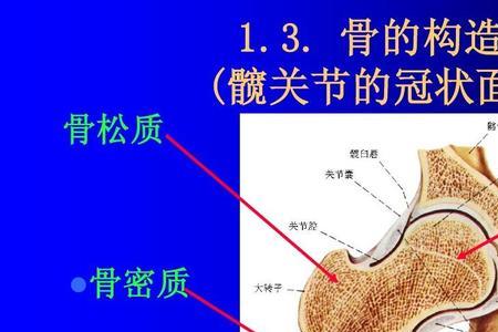 骨髓面是什么