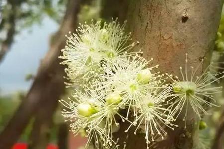 嘉宝果怎么防止不开花