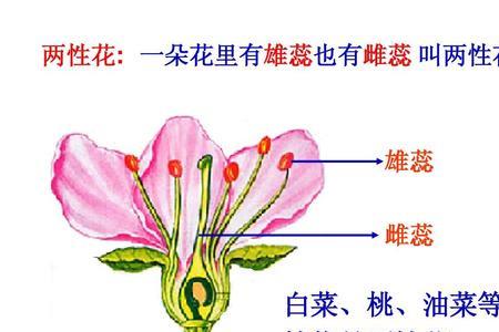 紫丁香花是单性花还是两性花